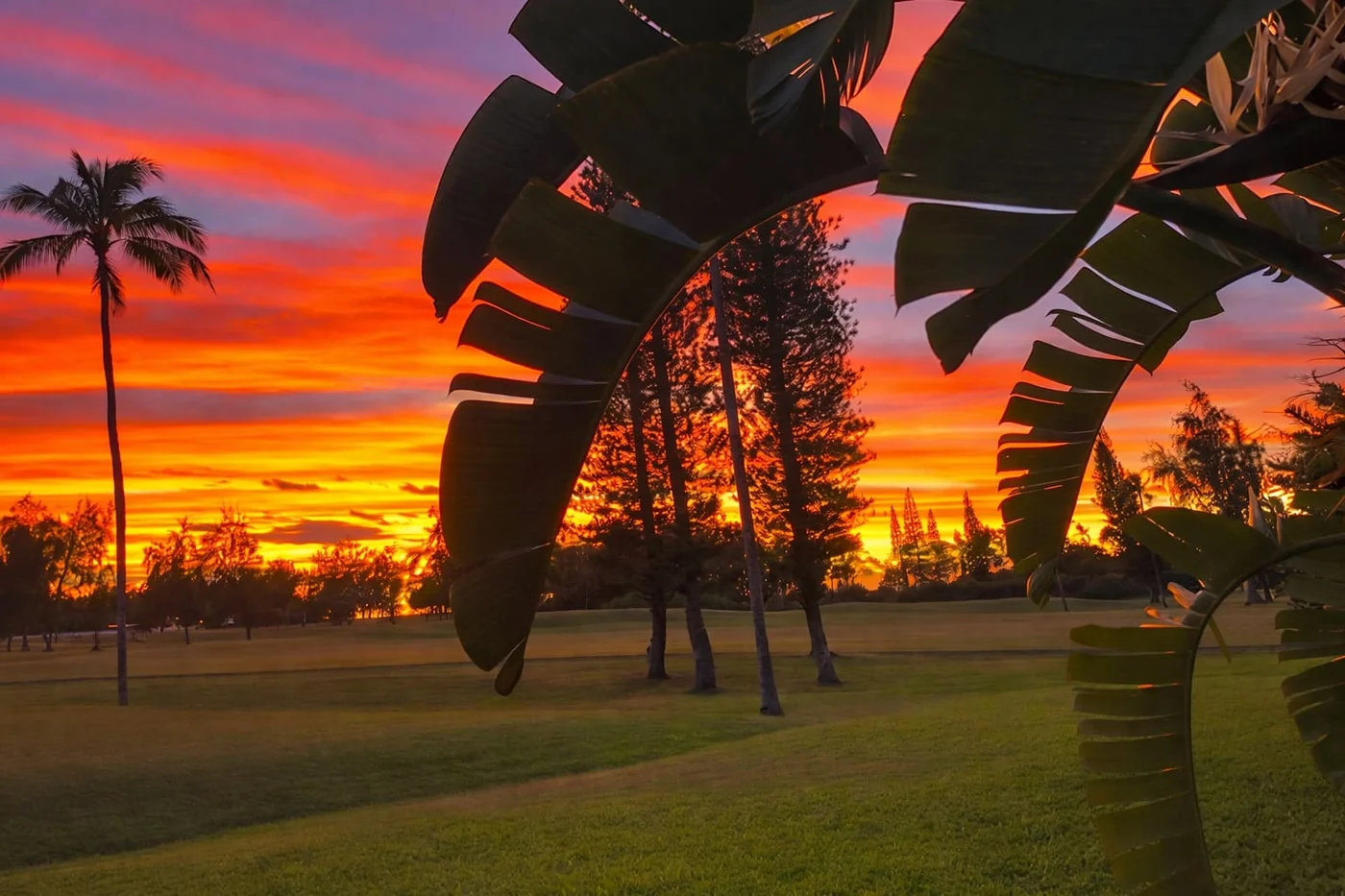 A glowing Hawaiian sunset through palms and tropical leaves