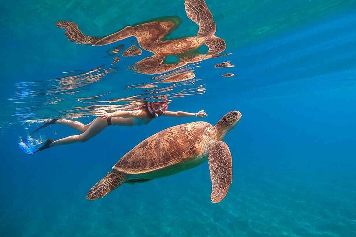 E Sea Diver Hawaii – Waikiki Turtle Snorkel