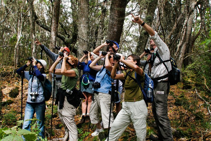 Hawaii Forest & Trail – Hakalau Forest Reserve Exclusive Kona
