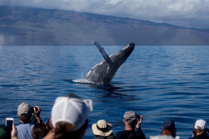 Pacific Whale Foundation – Sunset Dinner Cruise