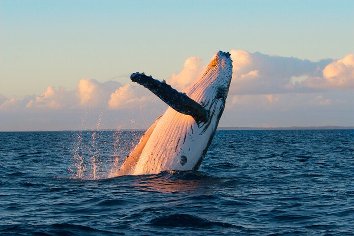 Hawaii Nautical – Waikiki Deluxe Whale Watch Sail (Kewalo Harbor – Honolulu)