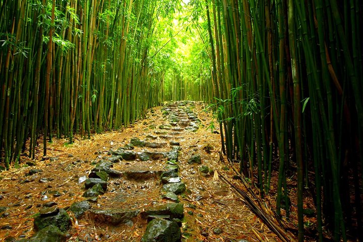 Hike Maui – Ultimate Hana Full Day Adventure