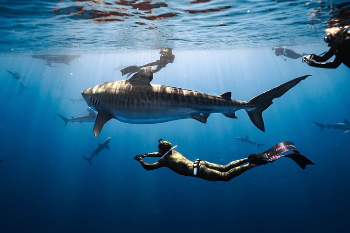 Go Adventure Hawaii – Pelagic Shark Dive
