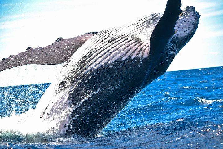 Hawaii Nautical – West Oahu Deluxe Whale Watch Sail