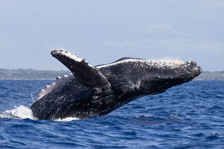 Pacific Whale Foundation – Whale Watch Sail