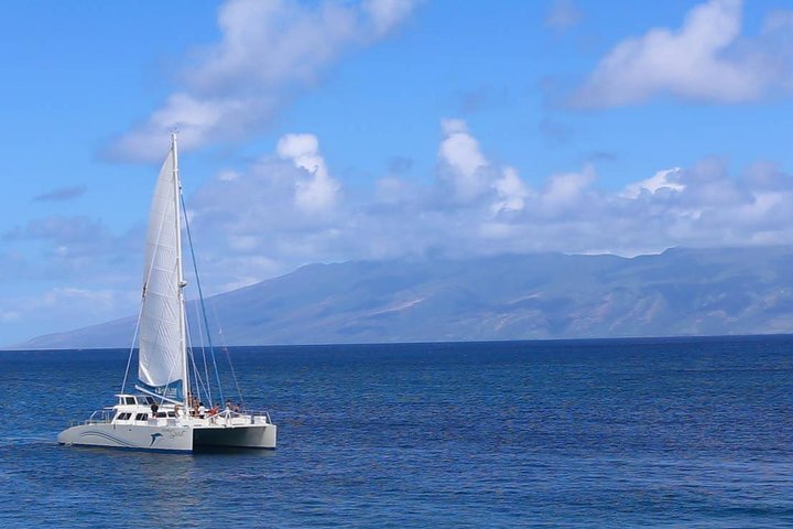 Pacific Whale Foundation – Whale Watch Sail Lahaina
