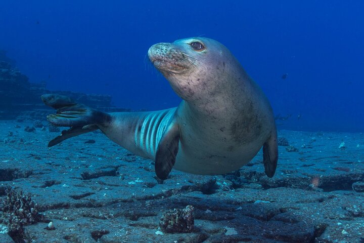 Seasport Divers – Morning Two Tank Dive