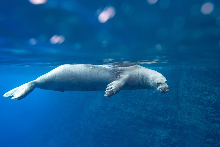 Holo Holo Charters – Super Snorkel Niihau & Napali Tour