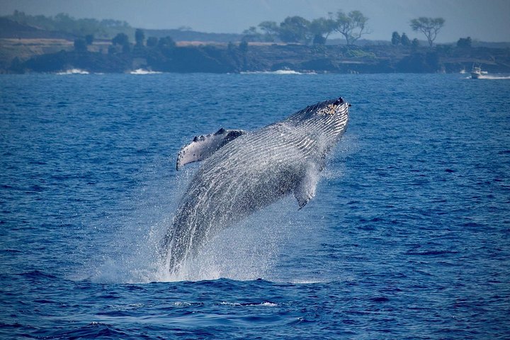 Body Glove Hawaii – Super Raft Whale Watching Adventure
