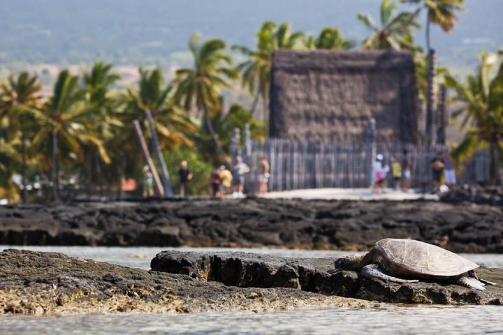 Wasabi Tours – Historical Kona and Farm Tour