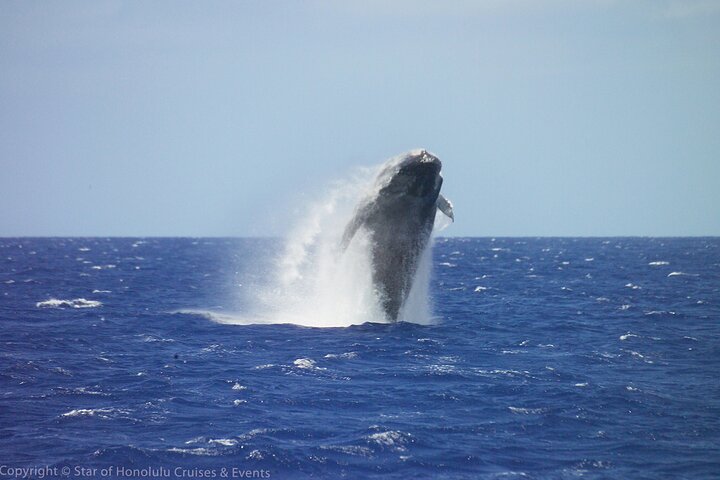 Star of Honolulu – Early Bird Whale Watch Cruise