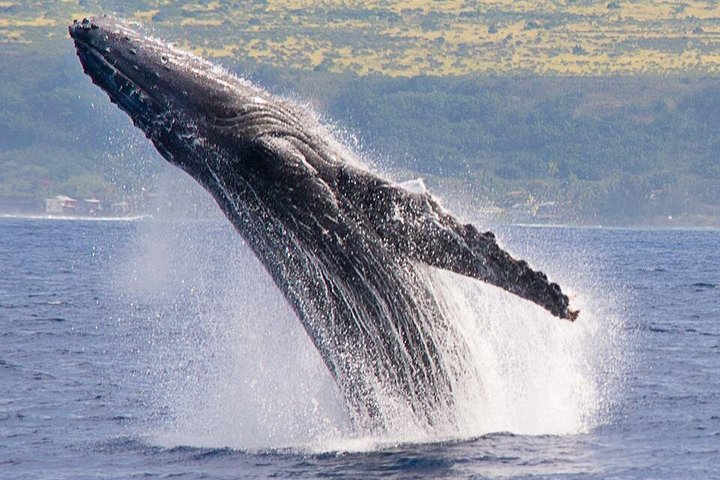 North Shore Catamaran – Whale Watching Cruise