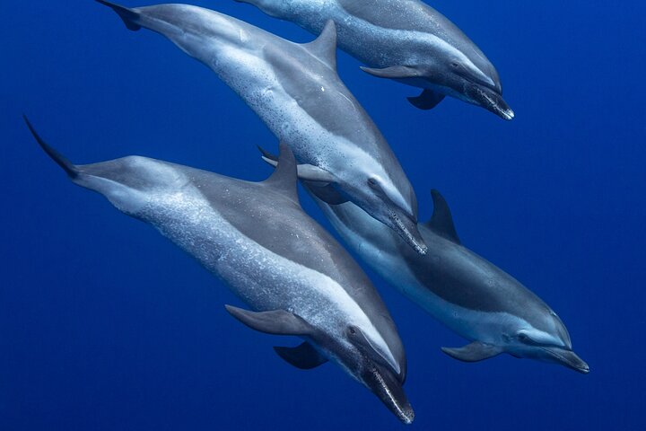 Dolphin Excursions – Wild Dolphin Encounter
