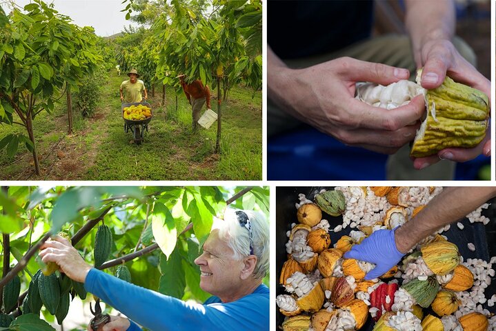 Ku’ia Estate – Maui Guided Cacao Farm Tour & Tasting