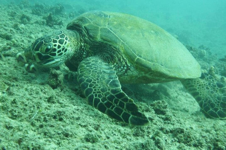 Hawaii Nautical – Maui Luxury Snorkel Cruise Maalaea Harbor