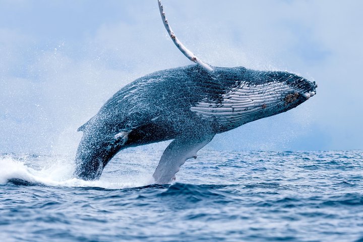 Quicksilver – Maui Whale Watching Tour
