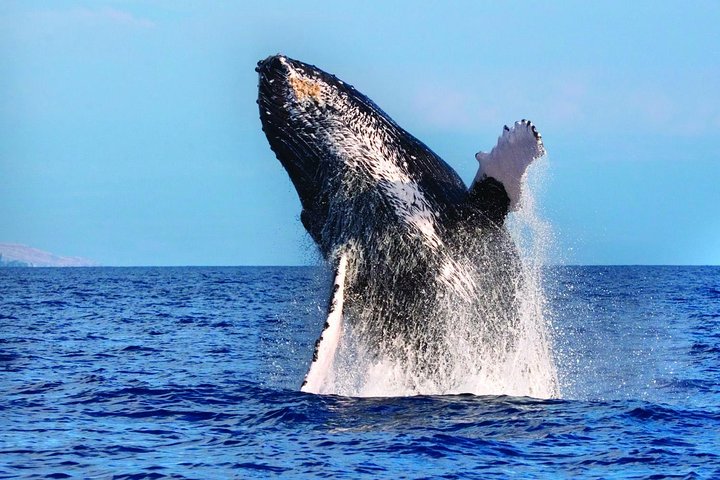 Hawaii Nautical – Waikoloa Deluxe Afternoon Whale Watch