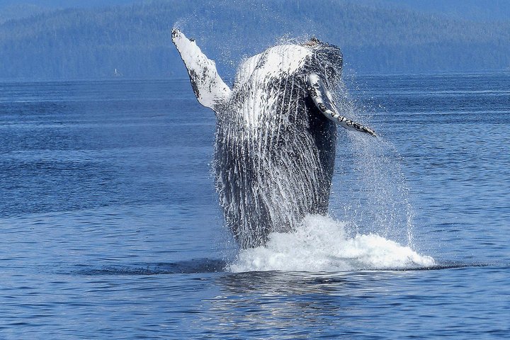 Dolphin Discoveries – Whale & Dolphin Discovery Adventure
