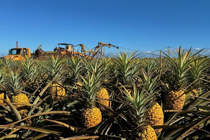Roberts Hawaii – North Shore Dole Pineapple Farm Tour