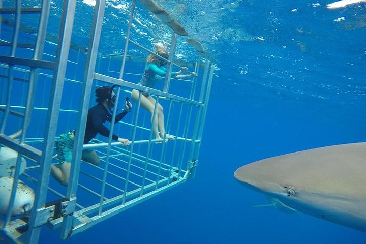 North Shore Shark Adventures – Shark Encounters