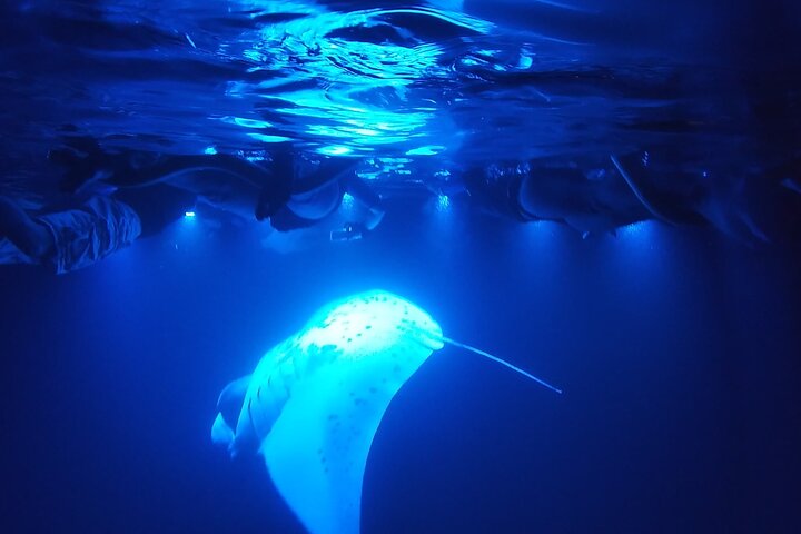 Dolphin Discoveries – Manta Discovery Adventure