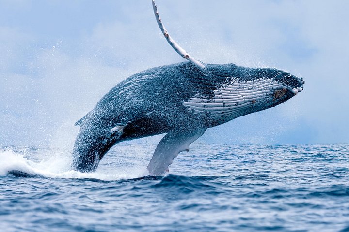 Malolo Charters – Maui Whale Watching Tour