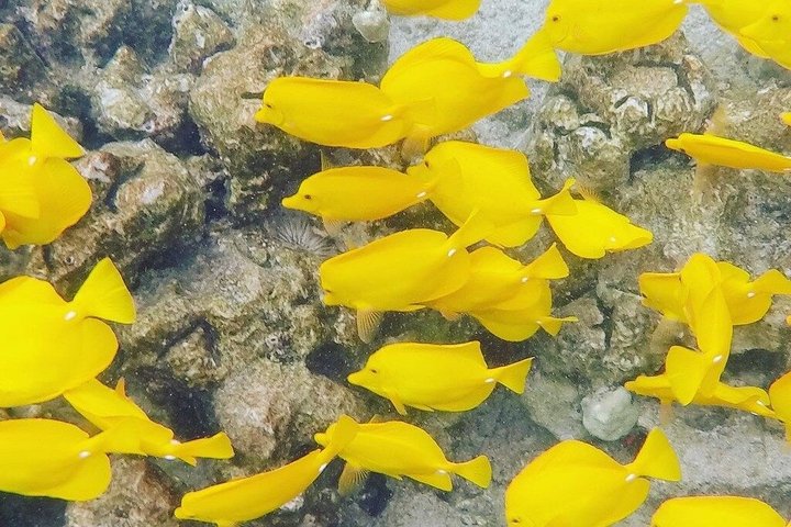 Dolphin Discoveries – Captain Cook Snorkel Adventure