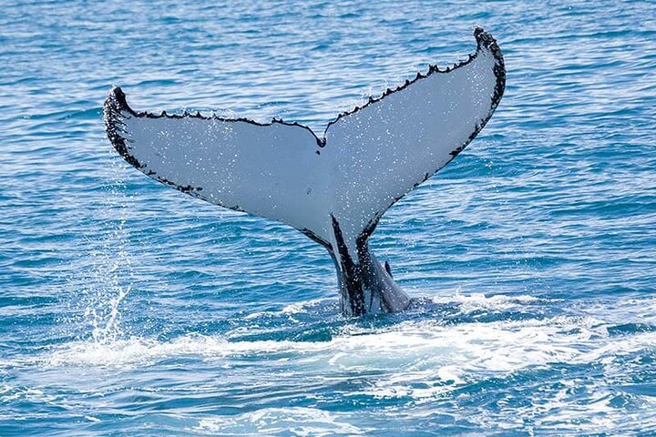 Hilo Ocean Adventures – Royal Humpback Whale Experience
