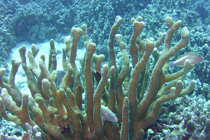Kailua Bay Charter Company – Glass Bottom Boat Tour