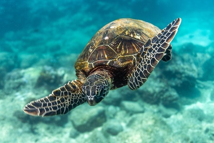 Waikiki Dive Center – Discover 2 Tank Boat Dive