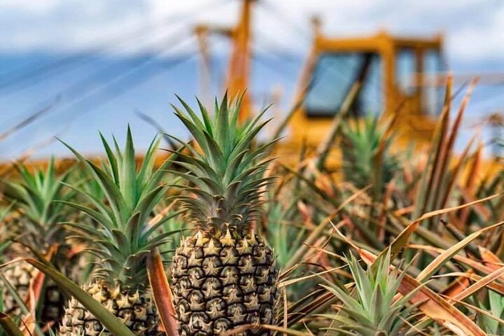 Maui Pineapple Tour – Maui Pineapple Tours