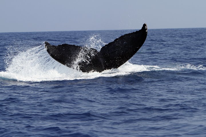 Captain Zodiac – Whale Watch