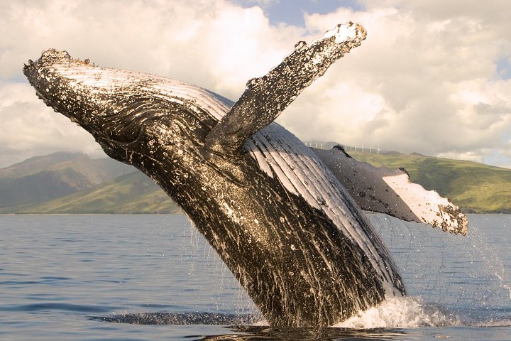 Pacific Whale Foundation – Deluxe Whale Watch Sail