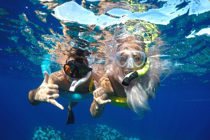 Maui Dolphins and Turtles Adventure