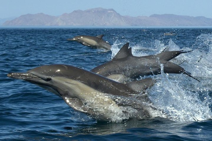 Kauai South Side Whale and Dolphin Zodiac Adventure