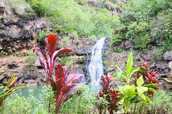 Waimea Valley Waterfall Swim and Dole Plantation Tour