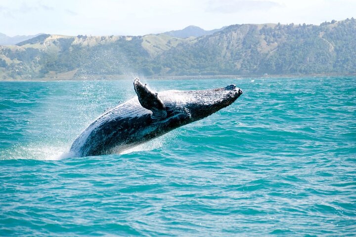 Kauai Sea Tours – Whale Watch Cocktail Tour