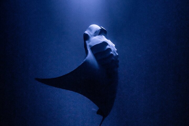 Aquatic Life Divers – One Tank Manta Night Dive