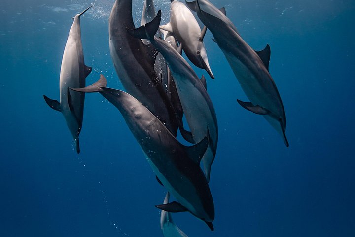 Aquatic Life Divers – Two Tank Morning Reef Dive