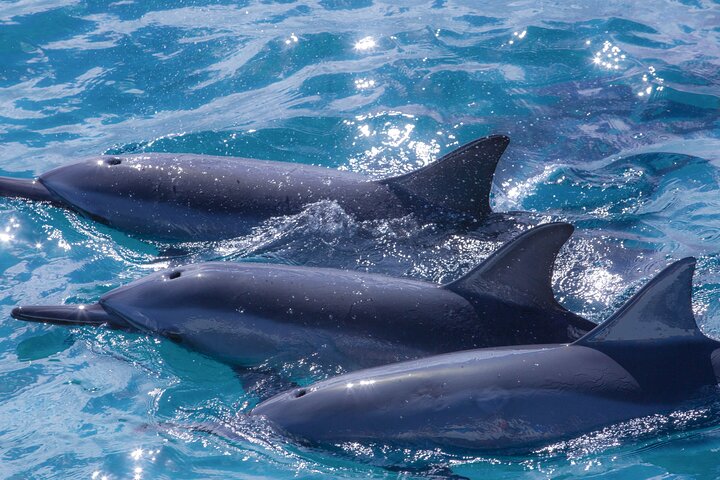 Maui Dolphin Watch Sightseeing Tour